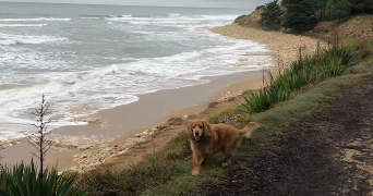 pauline pet sitter à LYON 06 69006_3