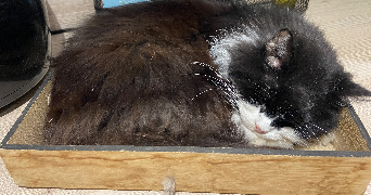 audrey pet sitter à PERCENEIGE 89260_2