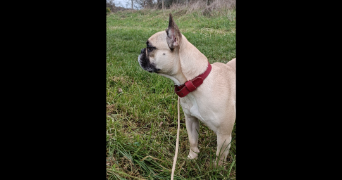 louise pet sitter à PARIS 16 75016_2