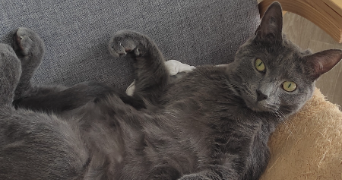 jessica pet sitter à QUETTREVILLE SUR SIENNE 50660_10