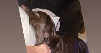 valerie pet sitter à ROMANS SUR ISERE 26100_2