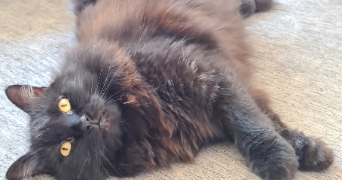 ambre pet sitter à MAUBEC 84660_1