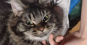 sarah pet sitter à CAEN 14000_6