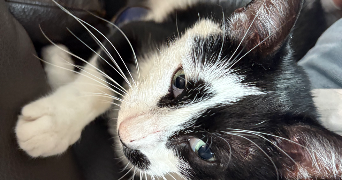 ilona pet sitter à PARIS 09 75009_3