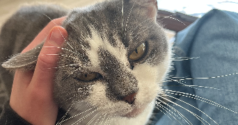 capucine pet sitter à NANTES 44300_2