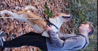 cerenys pet sitter à URRUGNE 64122_2