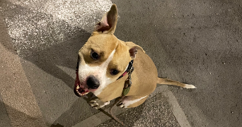 samantha pet sitter à MONTPELLIER 34070_2