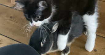 marion pet sitter à TOULOUSE 31000_2