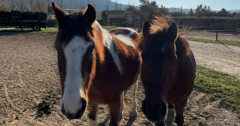 jade cat sitter à PARIS 11 75011_2
