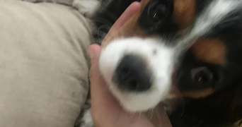 chloé pet sitter à MAISONS ALFORT 94700_6