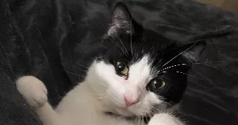 benjamin pet sitter à LA ROCHELLE 17000