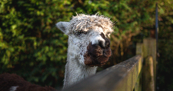 madeline pet sitter à FONTAINES 71150_3