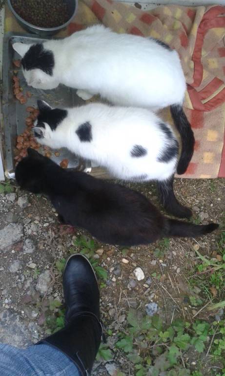 Ornella pet sitter à Charleville-Mézières 08000_4