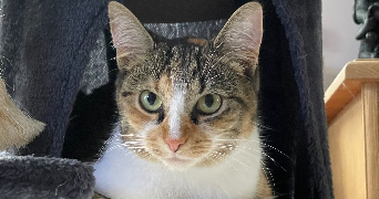 anne pet sitter à ILLKIRCH GRAFFENSTADEN 67400_2