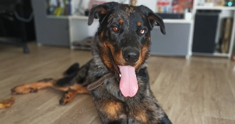 morganne pet sitter à METZ 57070_1