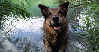 tiffany pet sitter à THYEZ 74300_1