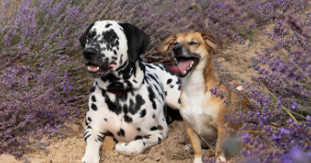 maria pet sitter à LA BOISSE 01120_3