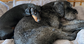 celia pet sitter à STRASBOURG 67000_1