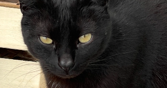 maria pet sitter à SALON DE PROVENCE 13300_0