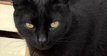 maria pet sitter à SALON DE PROVENCE 13300