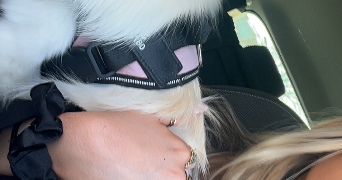 sarah pet sitter à VILLENEUVE D ASCQ 59491_1