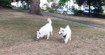 sabine dog sitter à CHOLET 49300_3