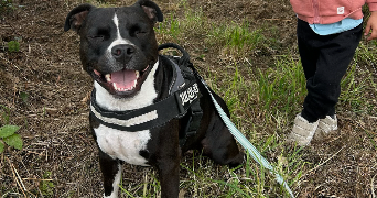 aodrena pet sitter à PLOURIN 29830_1