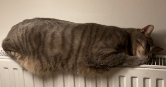 eléonore pet sitter à GRENOBLE 38000_0
