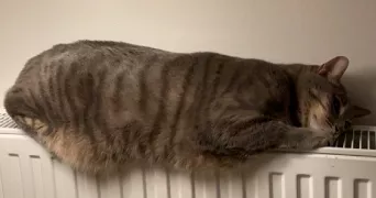 eléonore pet sitter à GRENOBLE 38000
