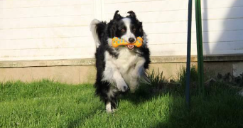 léa pet sitter à RENNES 35000_3