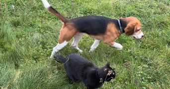 elsa pet sitter à ECQUEVILLY 78920_1