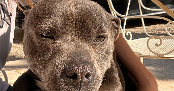 maeva pet sitter à BORGO 20290_3
