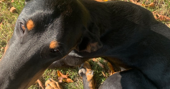 loula pet sitter à VICHY 03200_4