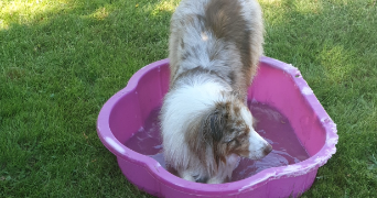 laureanne pet sitter à BALLON ST MARS 72290_1