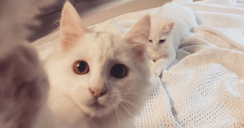 léa pet sitter à LE HAVRE 76600_4