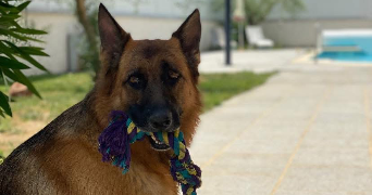 victoria pet sitter à CHANAS 38150_0