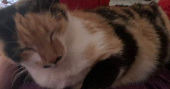 feriel pet sitter à VITRY SUR SEINE 94400_0