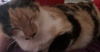 feriel pet sitter à VITRY SUR SEINE 94400