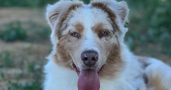 maeva pet sitter à ST CIERS SUR GIRONDE 33820_5