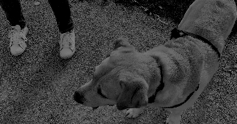 lilou pet sitter à ST FAUST 64110_3