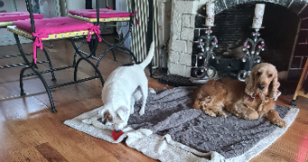 sandrine dog sitter à MENSIGNAC 24350_3