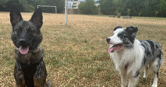 marie pet sitter à BELFORT 90000_3