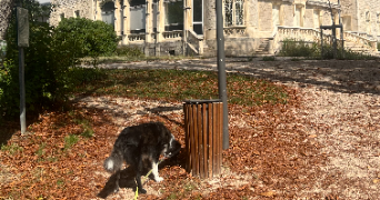 florian dog sitter à STE FOY LES LYON 69110_6