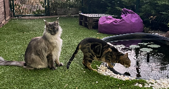 delphine pet sitter à NICE 06000_2
