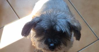 lesly pet sitter à BLAGNAC 31700_6
