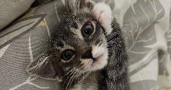 océane pet sitter à PRADES LE LEZ 34730_0
