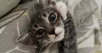 océane pet sitter à PRADES LE LEZ 34730