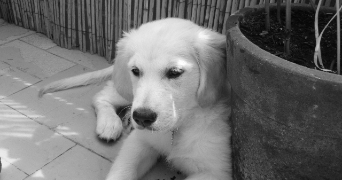 jade pet sitter à CANTENAY EPINARD 49460_1