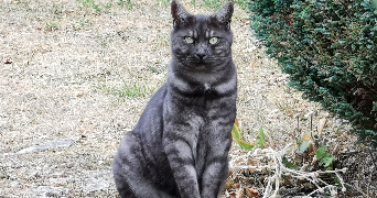 cécilia pet sitter à RUEIL MALMAISON 92500_4