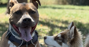 mélanie dog sitter à VENISSIEUX 69200_0